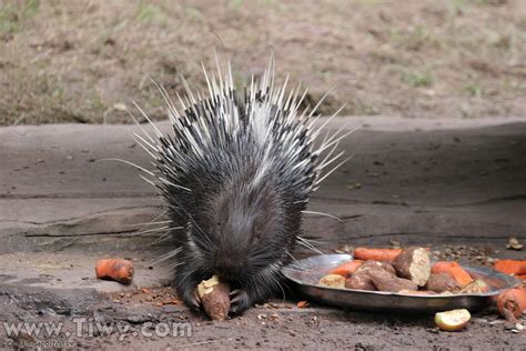 are there porcupines in china